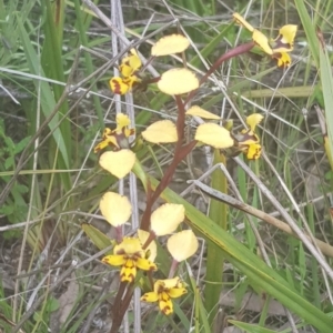 Diuris pardina at Majura, ACT - 4 Oct 2021