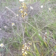 Diuris pardina at Majura, ACT - 4 Oct 2021