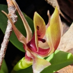 Chiloglottis valida (Large Bird Orchid) at Tennent, ACT - 4 Oct 2021 by RobG1