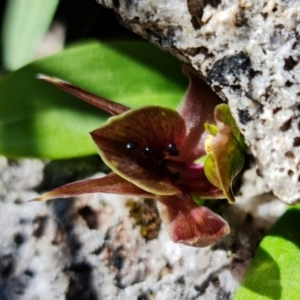 Chiloglottis valida at Tennent, ACT - suppressed