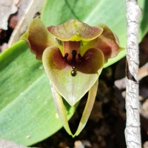 Chiloglottis valida at Tennent, ACT - 4 Oct 2021