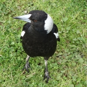 Gymnorhina tibicen at Parkes, ACT - 4 Oct 2021