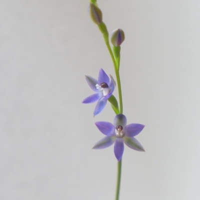 Thelymitra sp. aff. cyanapicata (Blue Top Sun-orchid) at Gundaroo, NSW - 1 Oct 2021 by MaartjeSevenster