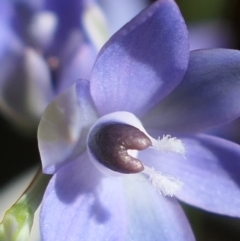 Thelymitra sp. aff. cyanapicata at Gundaroo, NSW - suppressed