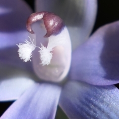 Thelymitra sp. aff. cyanapicata at Gundaroo, NSW - suppressed