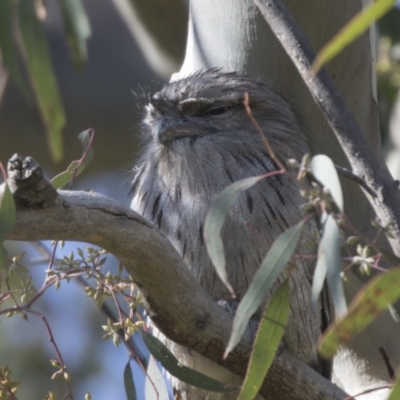 Podargus strigoides (Tawny Frogmouth) at Hawker, ACT - 24 Sep 2021 by AlisonMilton