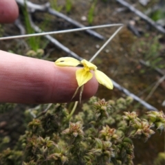 Diuris chryseopsis (Golden Moth) at Carwoola, NSW - 4 Oct 2021 by Liam.m