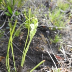 Hymenochilus cycnocephalus (Swan greenhood) at Carwoola, NSW - 4 Oct 2021 by Liam.m