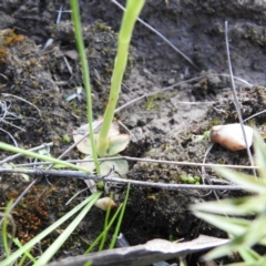 Hymenochilus cycnocephalus at suppressed - 4 Oct 2021