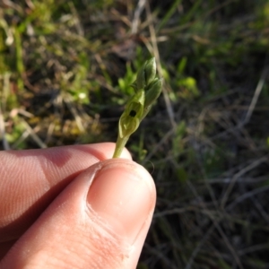 Hymenochilus bicolor at Carwoola, NSW - 4 Oct 2021