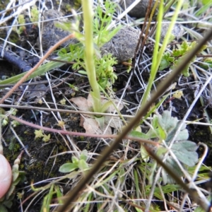 Hymenochilus bicolor (ACT) = Pterostylis bicolor (NSW) at Carwoola, NSW - suppressed