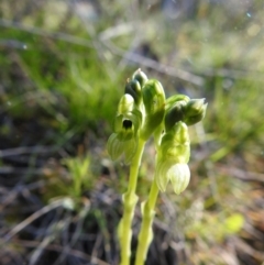 Hymenochilus bicolor (ACT) = Pterostylis bicolor (NSW) at Carwoola, NSW - suppressed