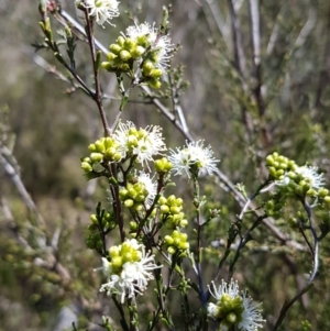 Kunzea parvifolia at Conder, ACT - 4 Oct 2021