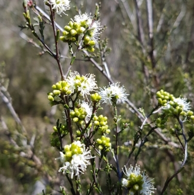 Kunzea parvifolia (Violet Kunzea) at Tuggeranong Hill - 4 Oct 2021 by VeraKurz