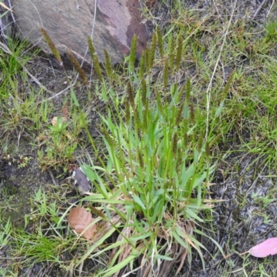 Anthoxanthum odoratum (Sweet Vernal Grass) at Carwoola, NSW - 4 Oct 2021 by Liam.m