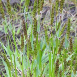 Anthoxanthum odoratum at Carwoola, NSW - 4 Oct 2021