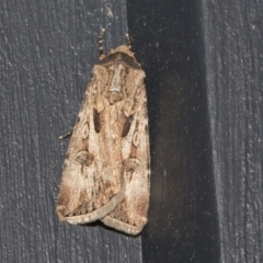 Agrotis munda (Brown Cutworm) at Higgins, ACT - 17 Sep 2021 by AlisonMilton