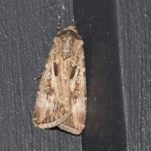 Agrotis munda at Higgins, ACT - 17 Sep 2021