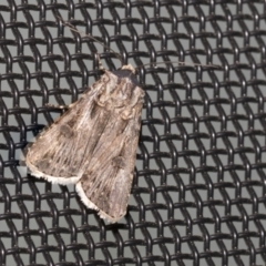 Agrotis munda at Higgins, ACT - 17 Sep 2021