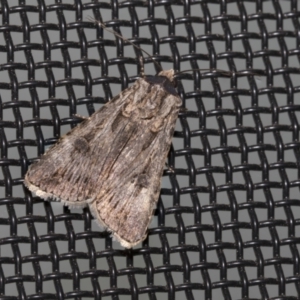 Agrotis munda at Higgins, ACT - 17 Sep 2021