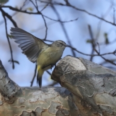 Acanthiza chrysorrhoa (Yellow-rumped Thornbill) at Higgins, ACT - 17 Sep 2021 by AlisonMilton