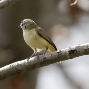 Acanthiza chrysorrhoa at Higgins, ACT - 17 Sep 2021