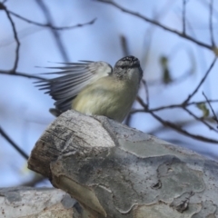 Acanthiza chrysorrhoa at Higgins, ACT - 17 Sep 2021