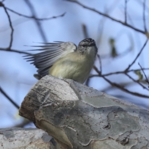 Acanthiza chrysorrhoa at Higgins, ACT - 17 Sep 2021