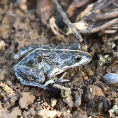 Limnodynastes tasmaniensis (Spotted Grass Frog) at Jerrabomberra Wetlands - 4 Oct 2021 by davidcunninghamwildlife