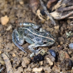 Limnodynastes tasmaniensis at Fyshwick, ACT - 4 Oct 2021