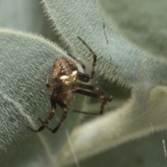 Araneinae (subfamily) (Orb weaver) at Higgins, ACT - 16 Sep 2021 by AlisonMilton