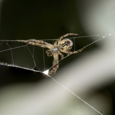 Salsa fuliginata (Sooty Orb-weaver) at Higgins, ACT - 16 Sep 2021 by AlisonMilton