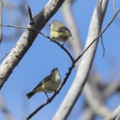 Acanthiza chrysorrhoa (Yellow-rumped Thornbill) at Higgins, ACT - 21 Sep 2021 by AlisonMilton