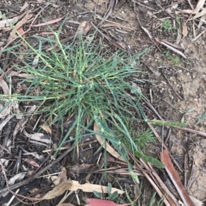 Dactylis glomerata at Garran, ACT - 30 Sep 2021