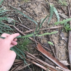 Dactylis glomerata at Garran, ACT - 30 Sep 2021