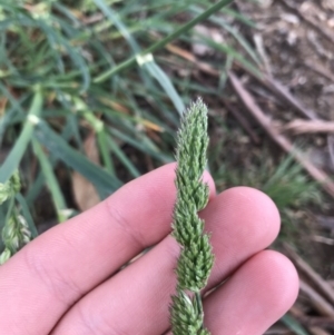 Dactylis glomerata at Garran, ACT - 30 Sep 2021