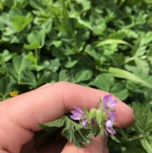 Erodium moschatum at Garran, ACT - 30 Sep 2021 01:40 PM