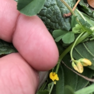 Medicago polymorpha at Phillip, ACT - 30 Sep 2021 01:38 PM