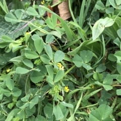 Medicago polymorpha at Phillip, ACT - 30 Sep 2021 01:38 PM