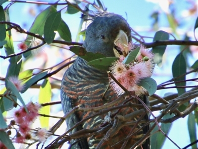 Callocephalon fimbriatum (Gang-gang Cockatoo) at Deakin, ACT - 4 Oct 2021 by LisaH