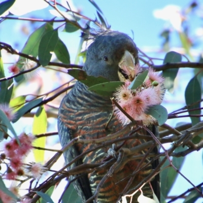 Callocephalon fimbriatum (Gang-gang Cockatoo) at Deakin, ACT - 4 Oct 2021 by LisaH