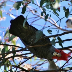 Callocephalon fimbriatum at Deakin, ACT - 4 Oct 2021