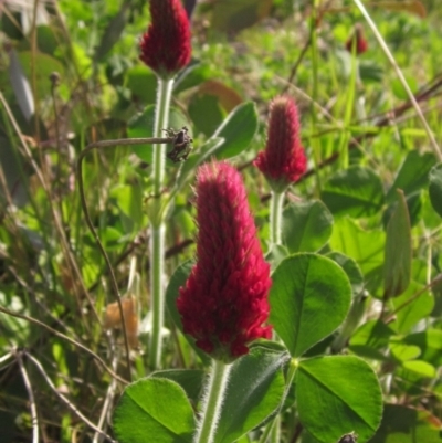 Trifolium incarnatum (Crimson Clover) at Holt, ACT - 27 Sep 2021 by pinnaCLE