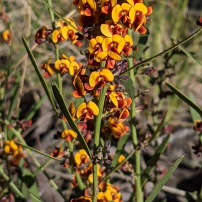 Daviesia leptophylla (Slender Bitter Pea) at Hackett, ACT - 4 Oct 2021 by abread111