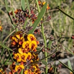 Daviesia leptophylla at Hackett, ACT - 4 Oct 2021 05:02 PM