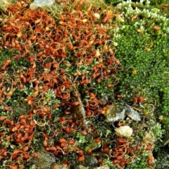 Funaria hygrometrica (Moss) at Crooked Corner, NSW - 2 Oct 2021 by Milly