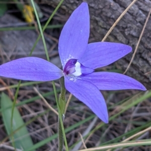 Glossodia major at Watson, ACT - 4 Oct 2021