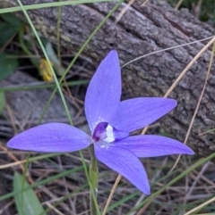 Glossodia major at Watson, ACT - 4 Oct 2021