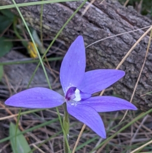 Glossodia major at Watson, ACT - 4 Oct 2021