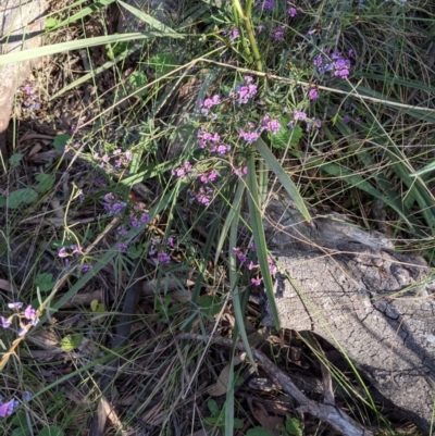 Glycine clandestina (Twining Glycine) at Hackett, ACT - 4 Oct 2021 by abread111